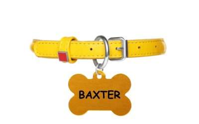 Blog 2 Dónde Comprar Placas para Perros: Guía Completa para Propietarios Responsables